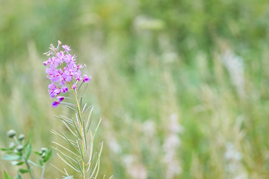 What makes the willowherb so wonderful?